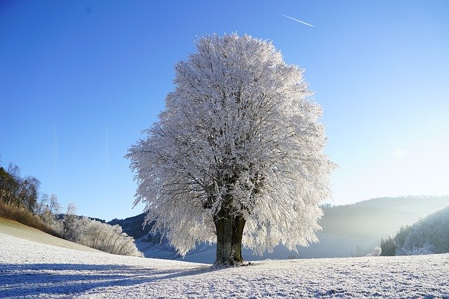 snowtree.png